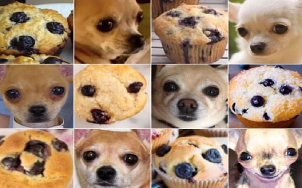 Chihuahua or blueberry muffin