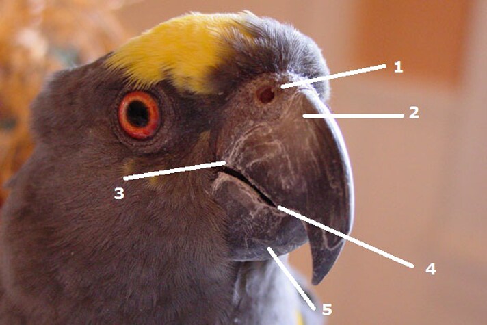 Komentovaný obrázek papouška, zobák zobrazení a pojmenování jeho jednotlivých částí: (1) cere, (2) rhinotheca, (3) commisure, (4) tomium a (5) gnathotheca.'s beak showing and naming its various parts: (1) cere, (2) rhinotheca, (3) commisure, (4) tomium and (5) gnathotheca.