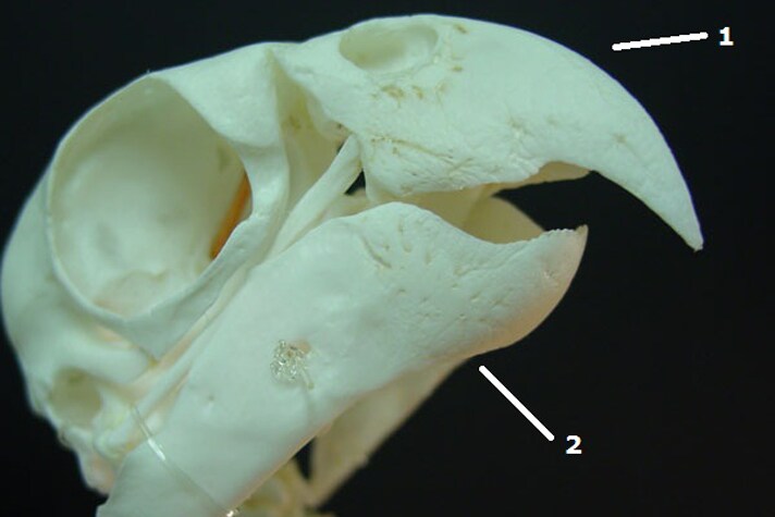 Estructura esquelética de un pico de loro que muestra el (1) maxilar de la tribuna (mandíbula superior o maxilar superior) y (2) mandíbula de la tribuna (mandíbula inferior o mandíbula).