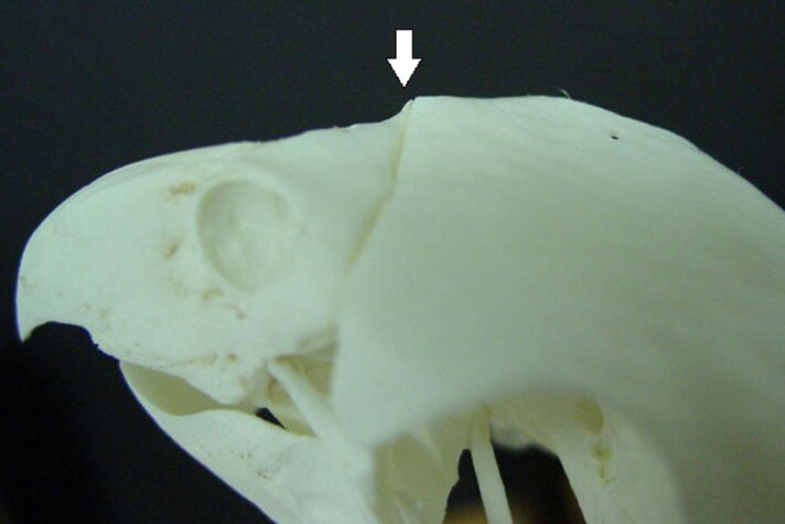 Un squelette de bec de perroquet montrant l'articulation de la charnière craniofaciale entre le rostre maxillaire et la partie frontale du crâne.