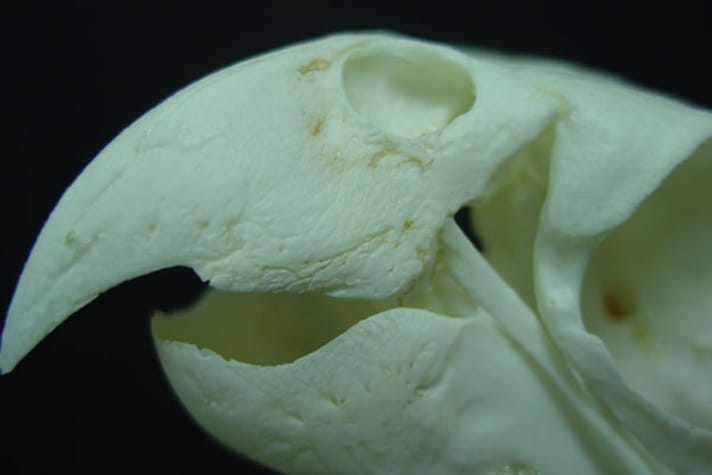 Uno scheletro di becco di pappagallo che mostra una vista ravvicinata delle scanalature e delle fosse nelle ossa del becco dove si trovano vasi sanguigni e nervi.