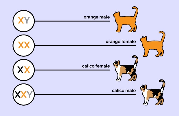 Carta cromossómica do gato