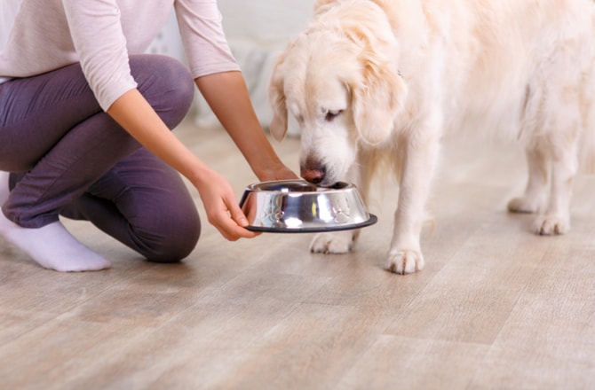Tips for managing dog's calories-measure your dog's food