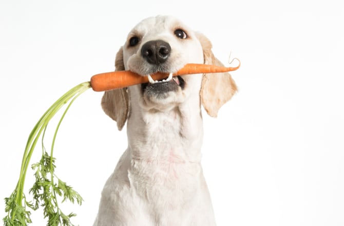 Ways to revamp your pet's diet-add fruits and veggies