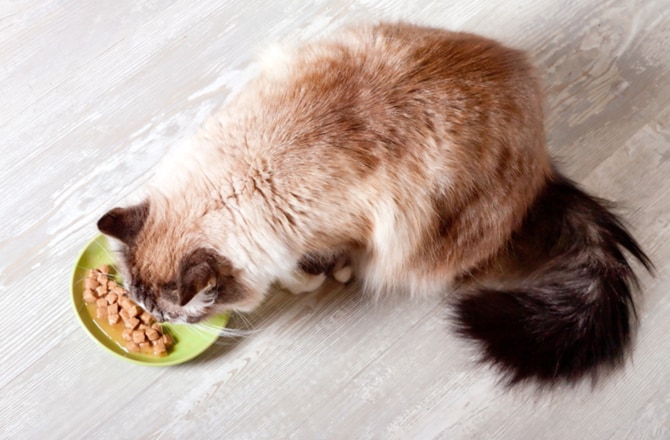 Ways to revamp your pet's diet-lower carbs
