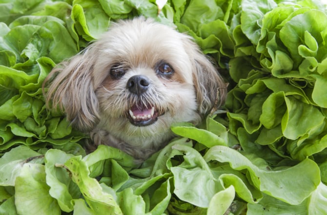 Ways to revamp your pet's diet-layer on leaves