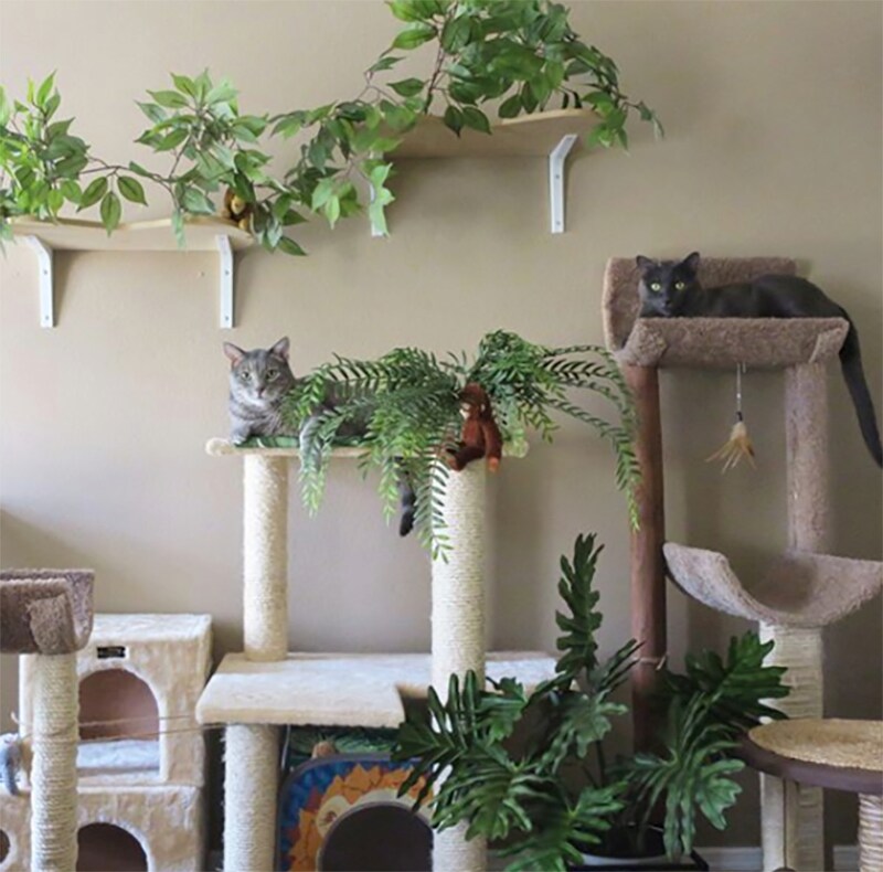 9 Creative Cat Rooms To Inspire Your Inner Designer