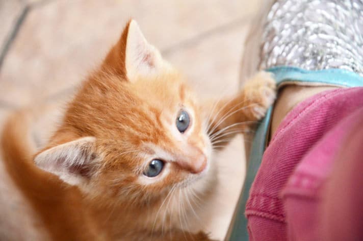 8 Signs of Separation Anxiety in Cats And What to Do About Them
