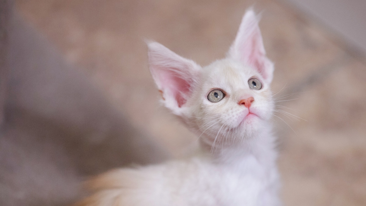 A Sweet Cat? Here Are the Most Affectionate Cat Breeds | BeChewy