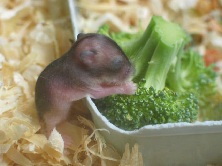 How much food should i feed my hamster a day How To Feed Baby Hamsters