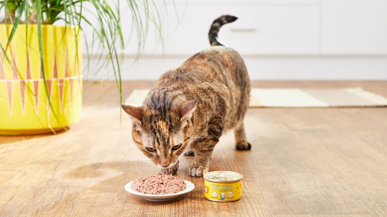 3 Reasons To Consider Grain Free Cat Food