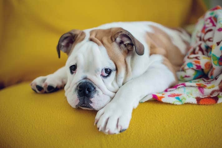 51 HQ Pictures Do Olde English Bulldogs Shed : How To Take Care Of An English Bulldog Puppy With Pictures