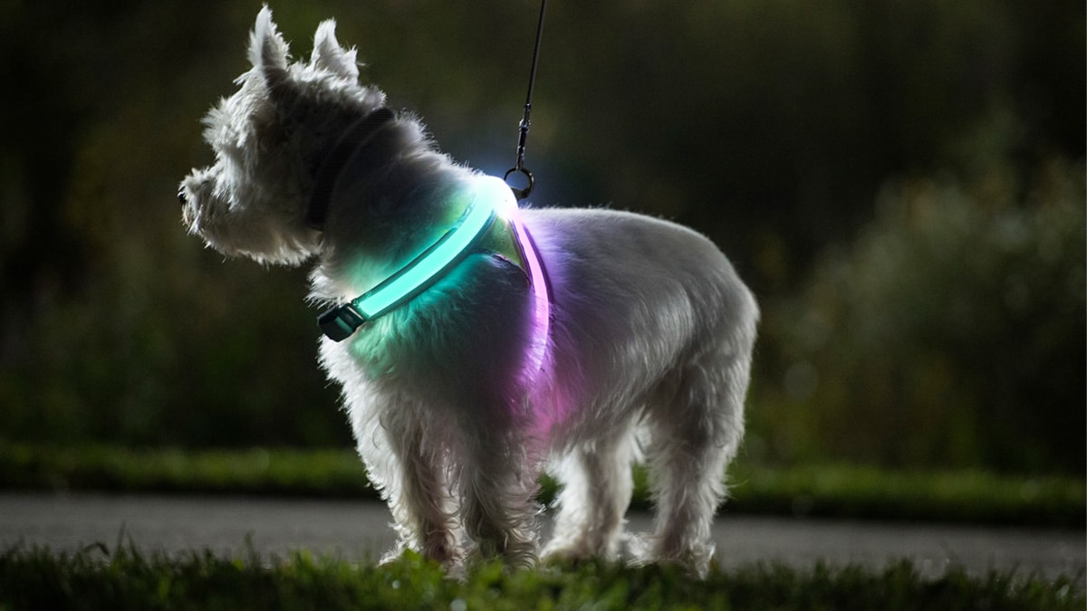 Tips for Walking a Dog on a Leash at Night | BeChewy