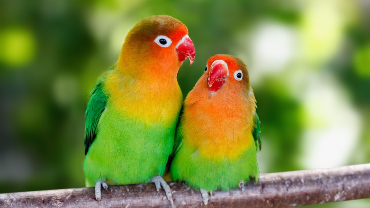 5 Things You Gotta Know About Lovebirds | BeChewy