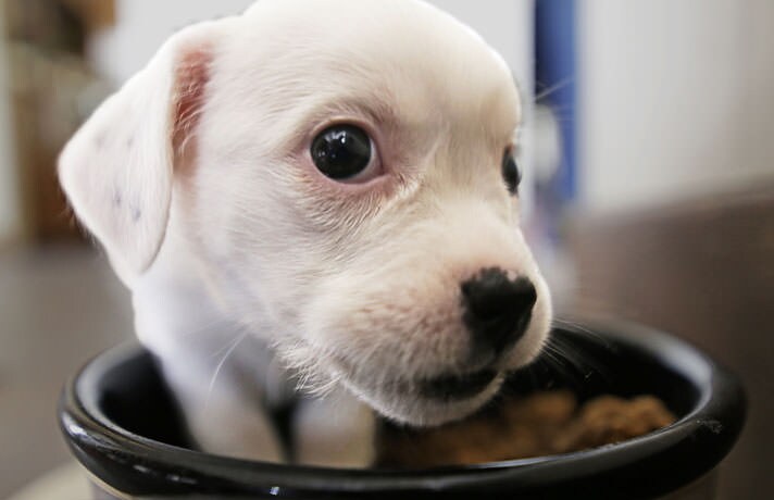 How much should you feed a 4 week old puppy How Often Should I Feed My Puppy